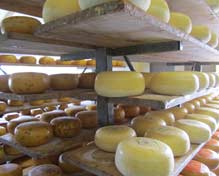 Cheese farm - stacks of cheese rounds