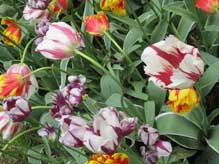 Tulips in Keukenhof garden